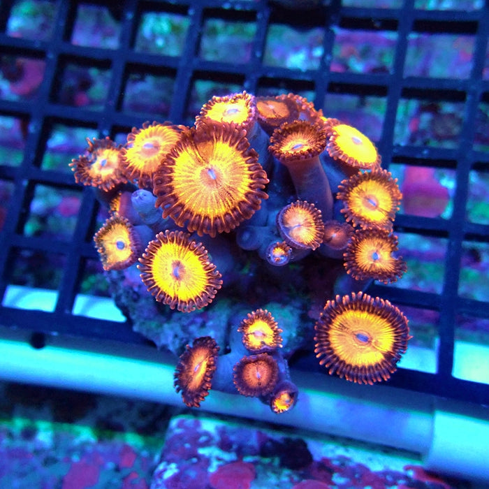 Ultra Zoas Colony