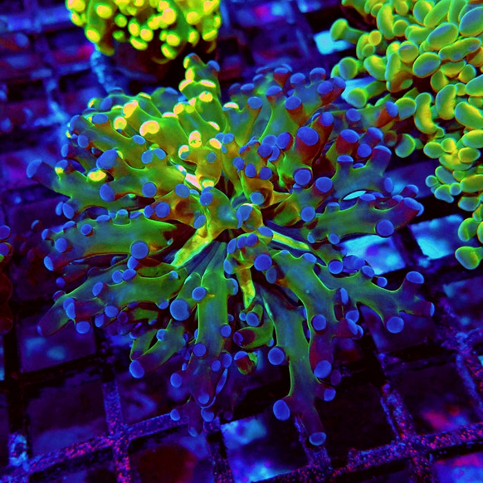 Euphyllia Grafted Super Contrast Frogspawn Branch