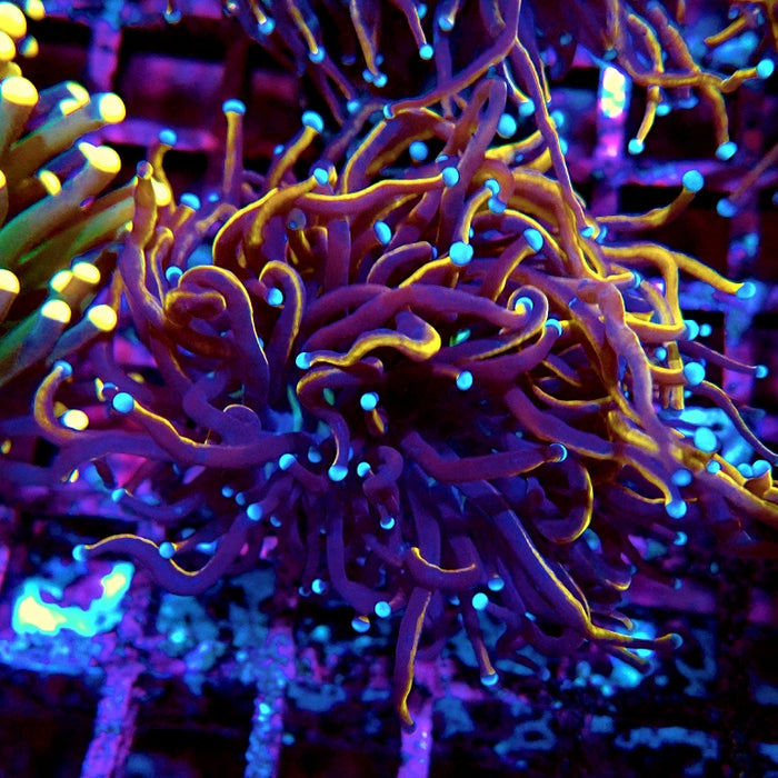 Euphyllia Black Tiger Torch