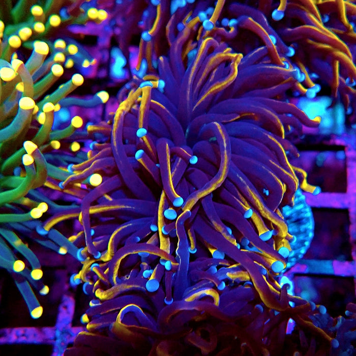 Euphyllia Black Tiger Torch