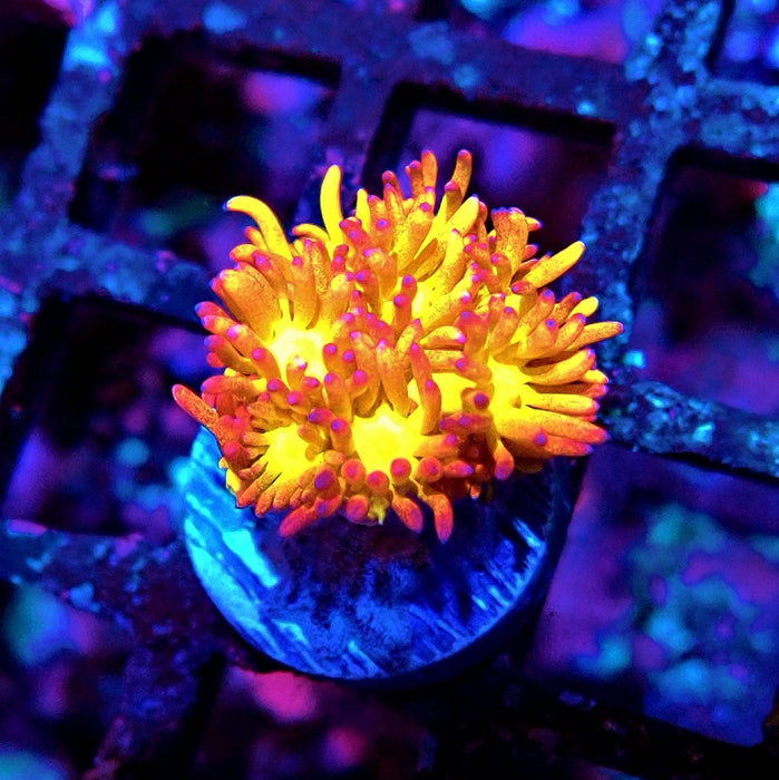 Goniopora Super Bright Premium