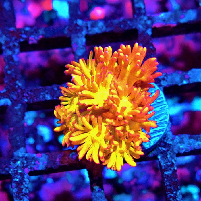 Goniopora Super Bright Premium