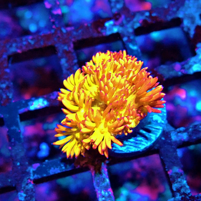 Goniopora Super Bright Premium