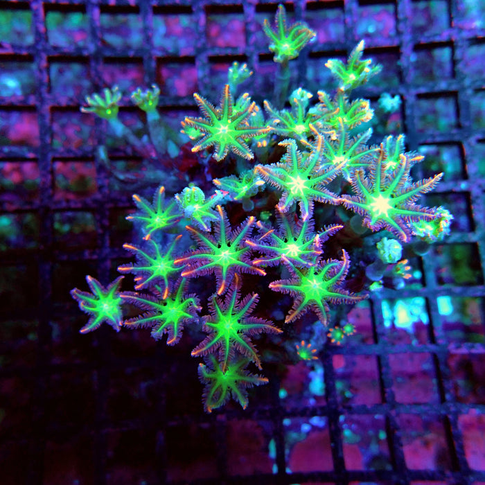 Clove Polyps Premium Colony