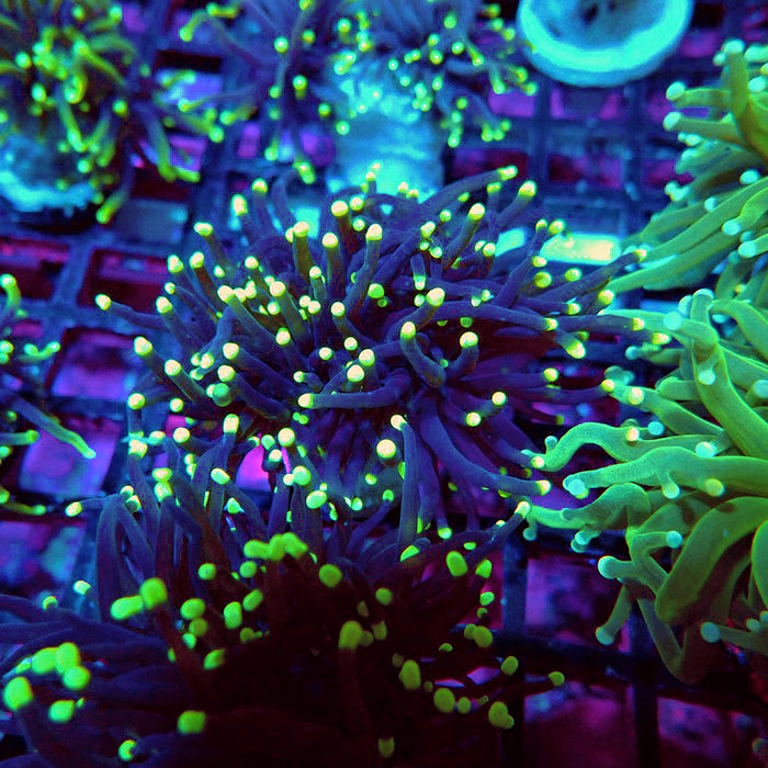 Euphyllia Alien Eye Torch Premium