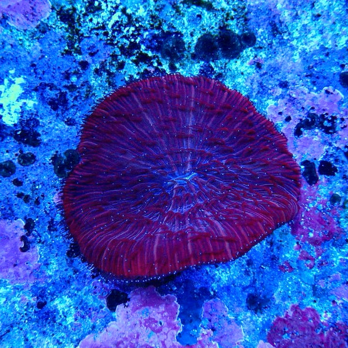 Plate Coral Fungia