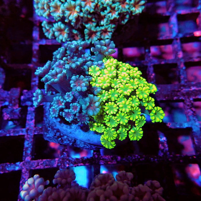 Alveopora Mix Premium
