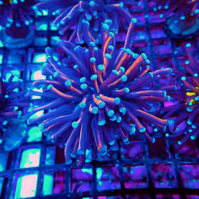 Euphyllia 24K Blue Tips Premium (Thick Polyps)