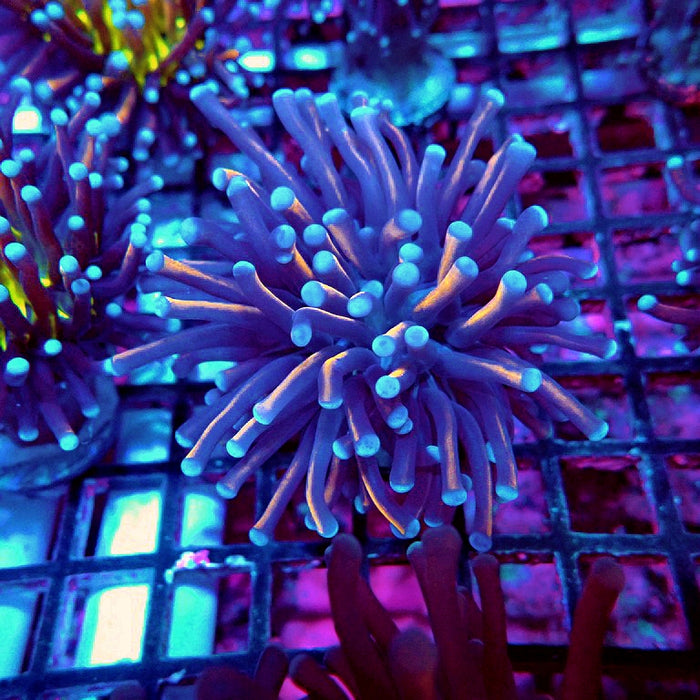 Euphyllia 24K Blue Tips Premium (Thick Polyps)