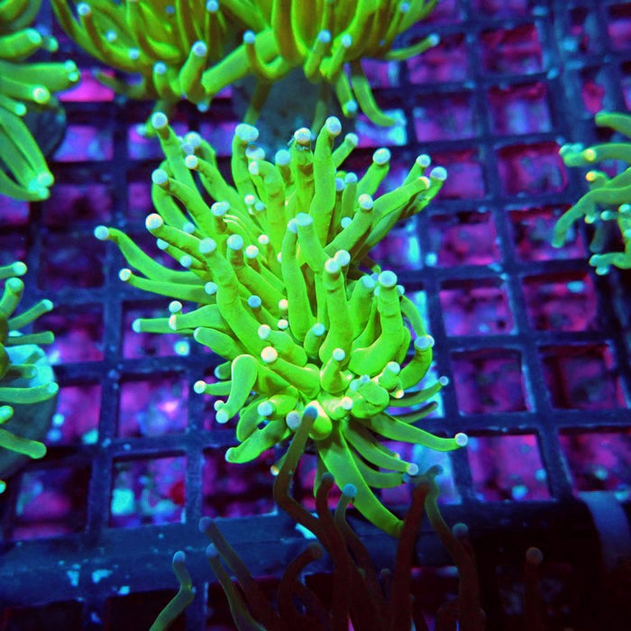 Bright Green Torch Euphyllia