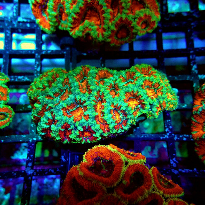 Acan Lord Coral Colony