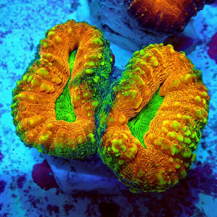 Lobophyllia Tricolori Premium Coral