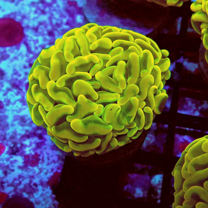 Euphyllia Cannary Yellow Hammer (Australia)