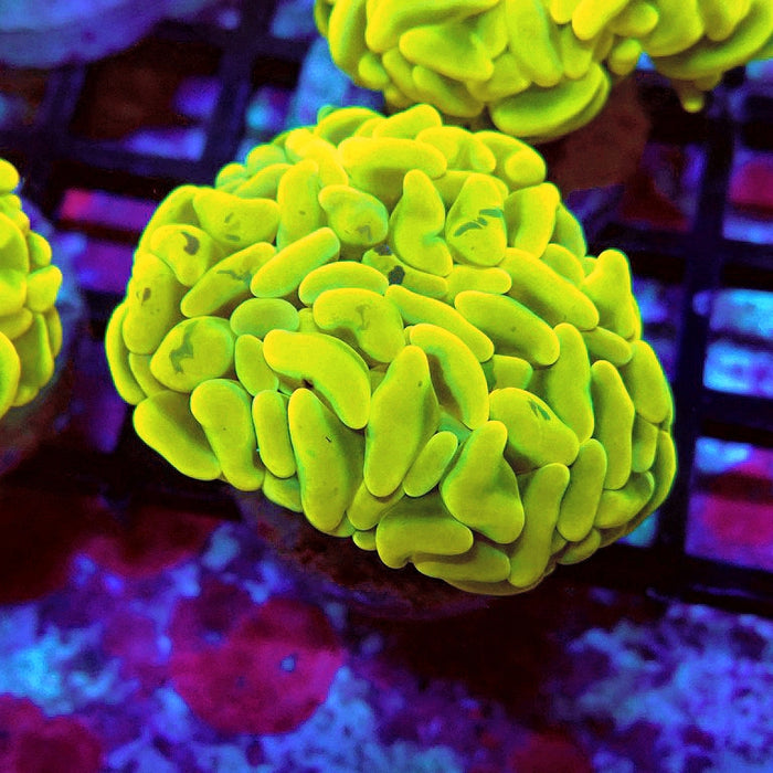 Euphyllia Cannary Yellow Hammer (Australia)
