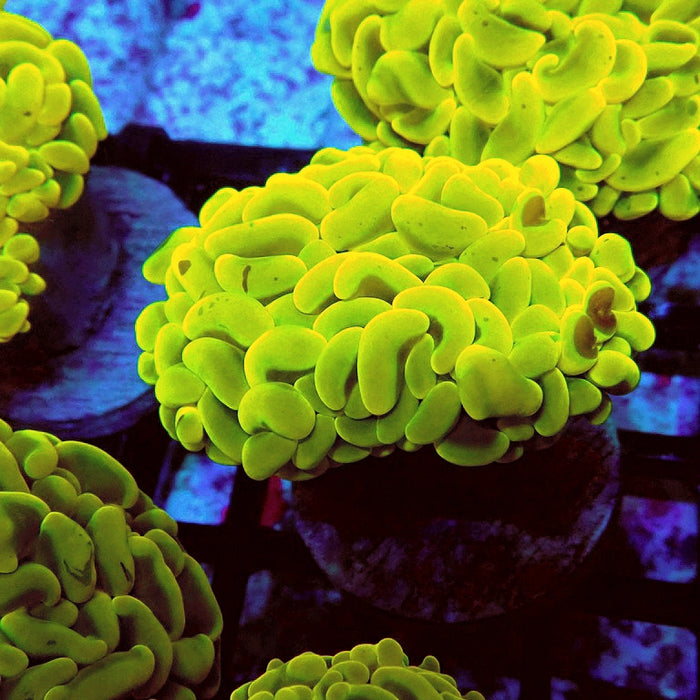 Euphyllia Cannary Yellow Hammer (Australia)
