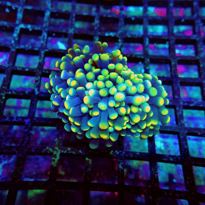Euphyllia Purple Yellow Tips Torch Premium