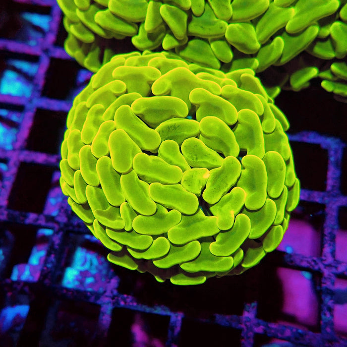Euphyllia Hammer Ultra Gold Rainbow Branch