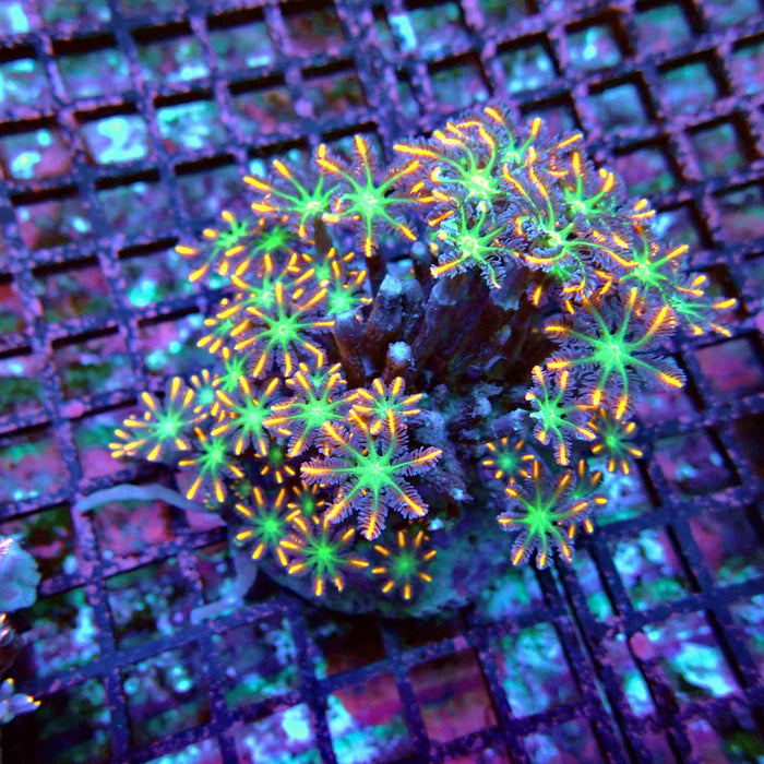 Clove Polyps Rainbow Premium Colony