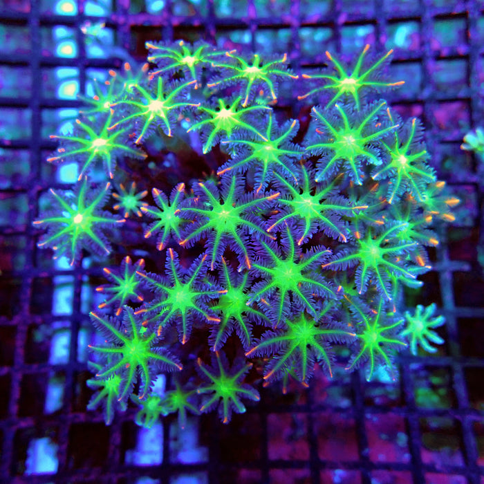 Clove Polyps Premium Colony