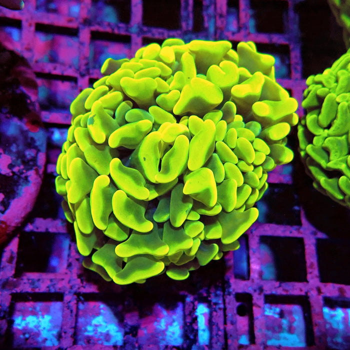 Euphyllia Cannary Yellow Hammer (Australia)