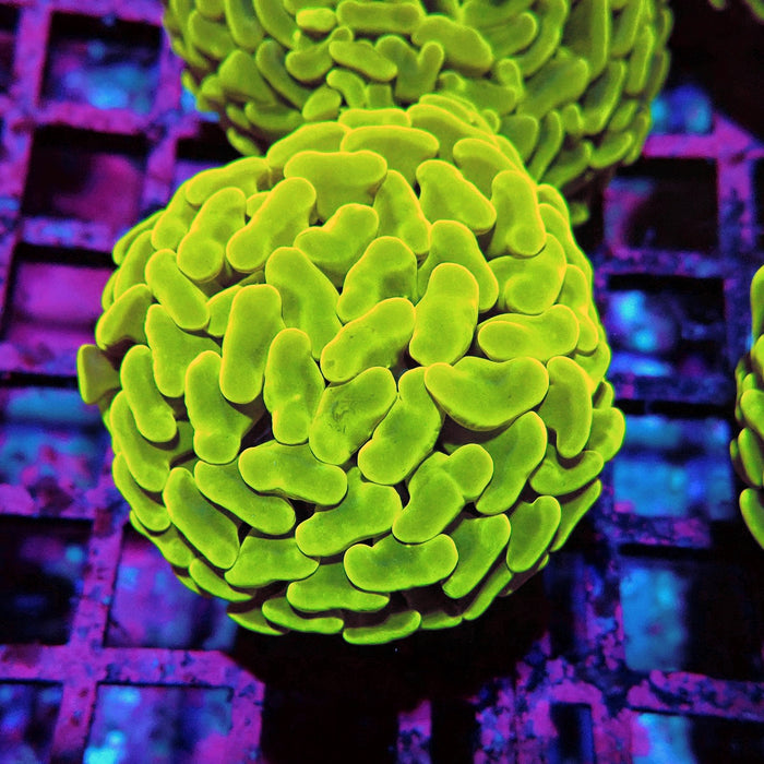 Euphyllia Cannary Yellow Hammer (Australia)