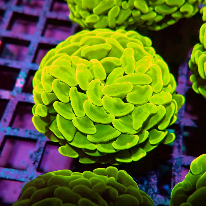 Euphyllia Cannary Yellow Hammer (Australia)