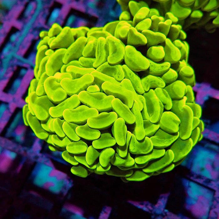 Euphyllia Cannary Yellow Hammer (Australia)