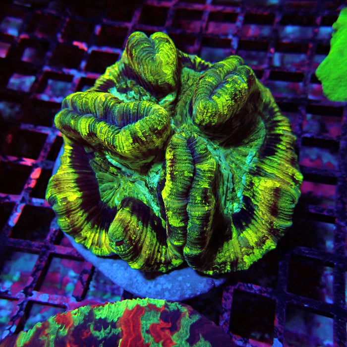 Trachyphyllia
