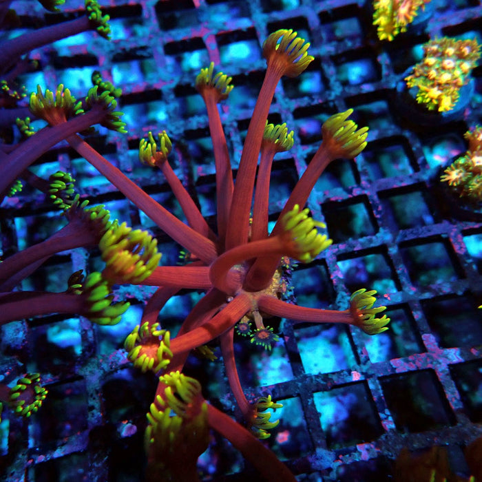 REx Iron Man Goniopora XL Polyps