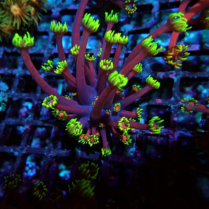 REx Iron Man Red-Purple Goniopora XL Polyps