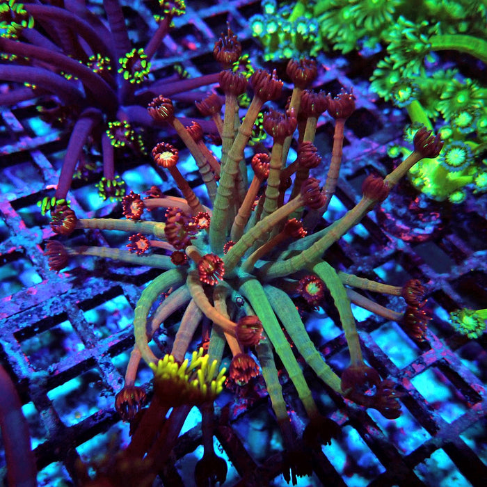 Goniopora Reddish Large Polyp