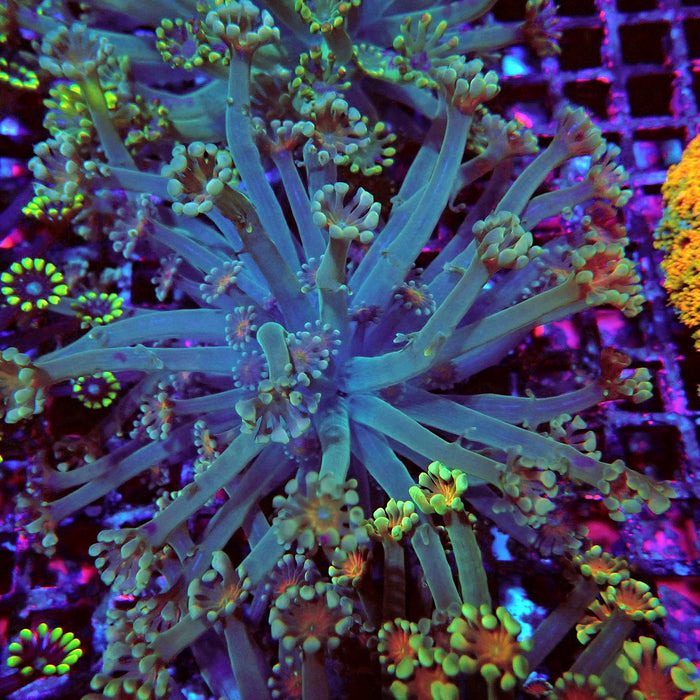 Alveopora Colony