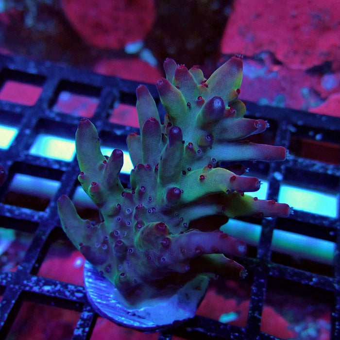Purple Strange Acro