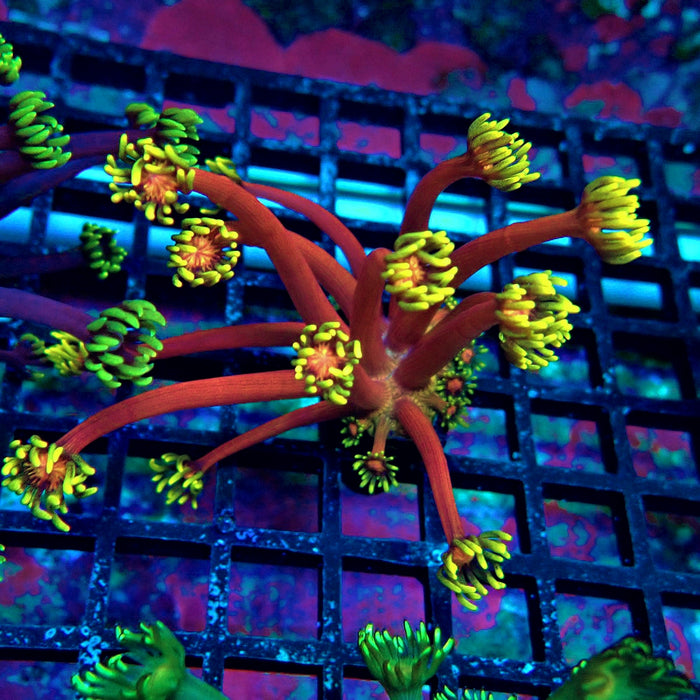 REx Iron Man Goniopora XL Polyps