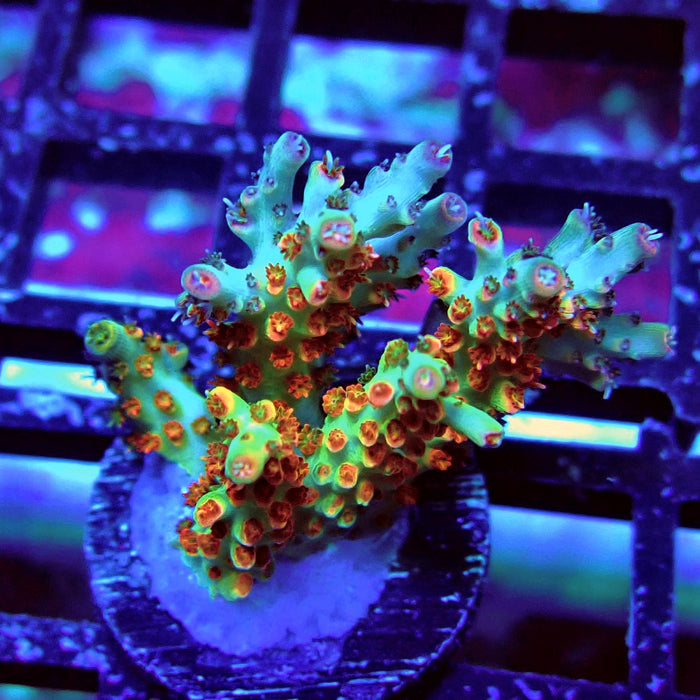 REx Red-Orange Firework Acro
