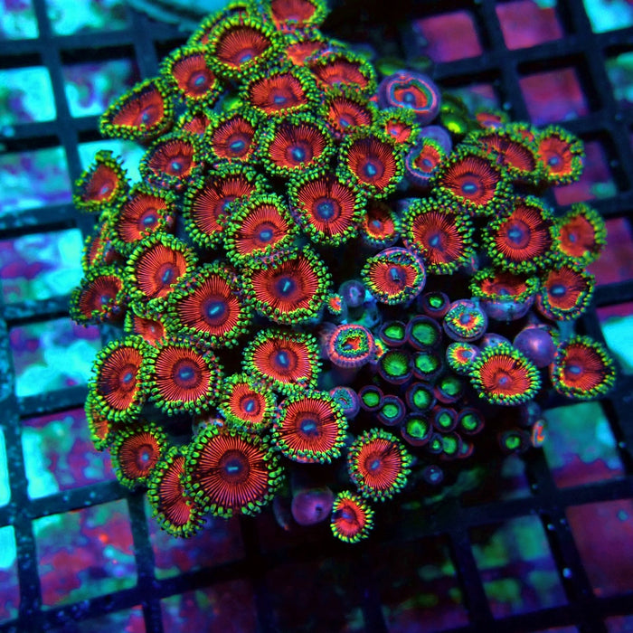 Zoas Mix Colony