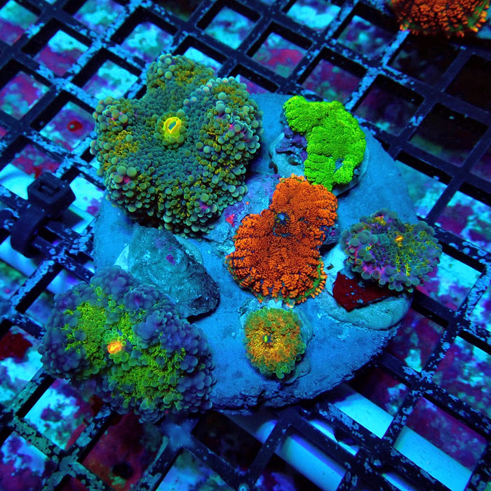 Mushroom Mix Colony