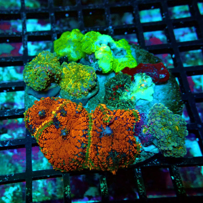 Mushroom Mix Colony