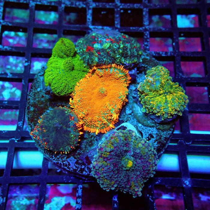 Mushroom Mix Colony