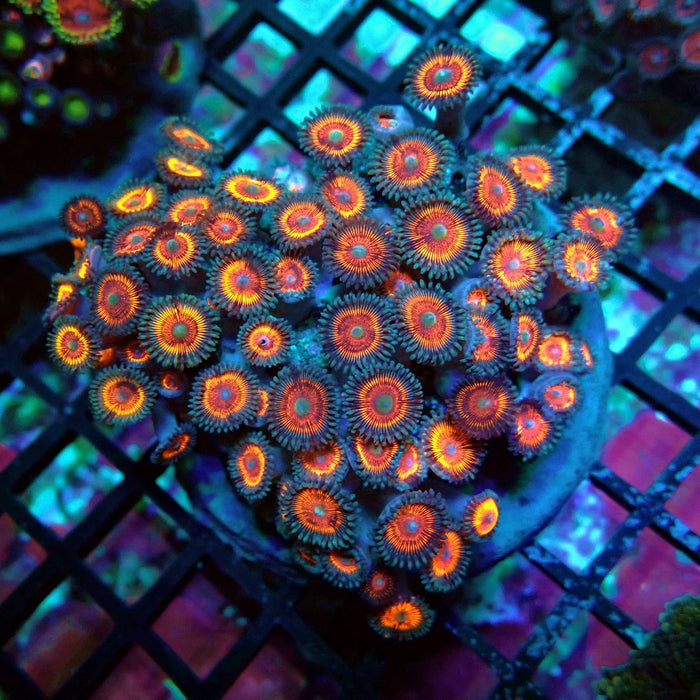 Zoas Mix Colony