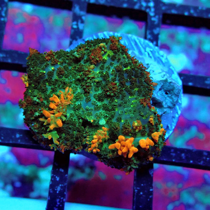 Gold Red Bounce Rhodactis