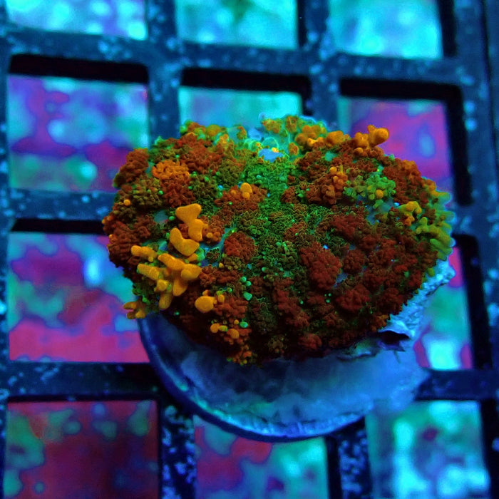 Gold Red Bounce Rhodactis