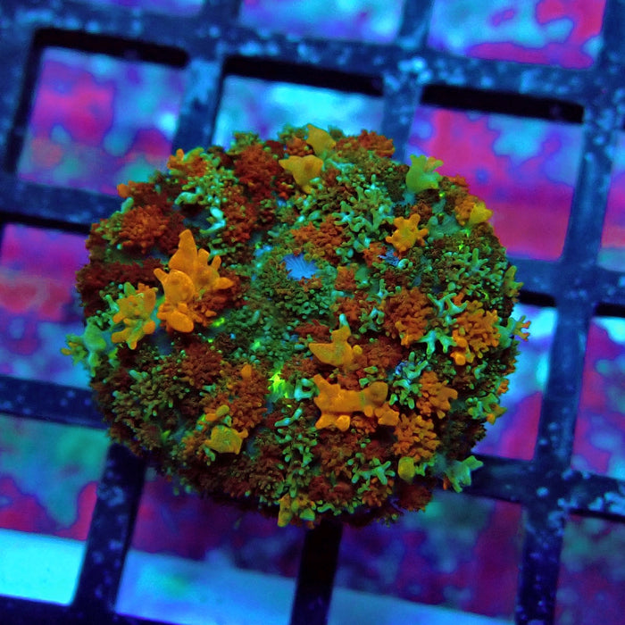 Gold Red Bounce Rhodactis