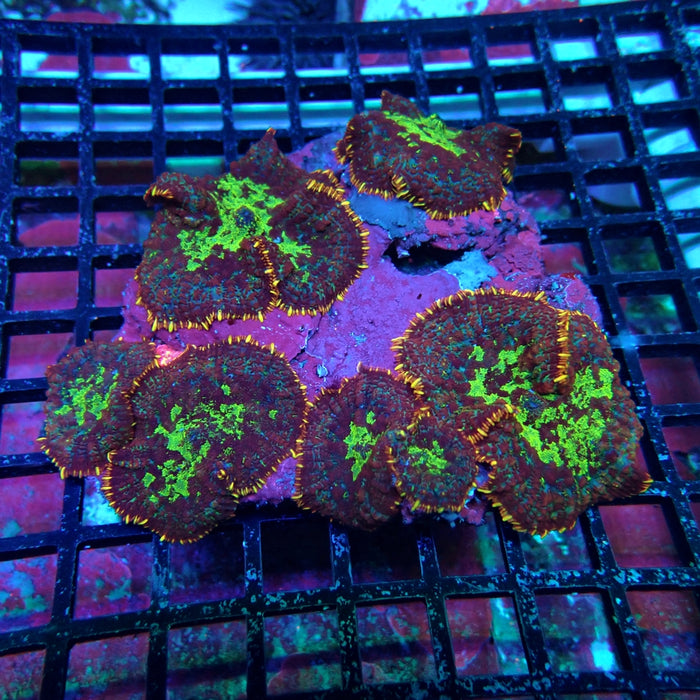 Mushroom Colony