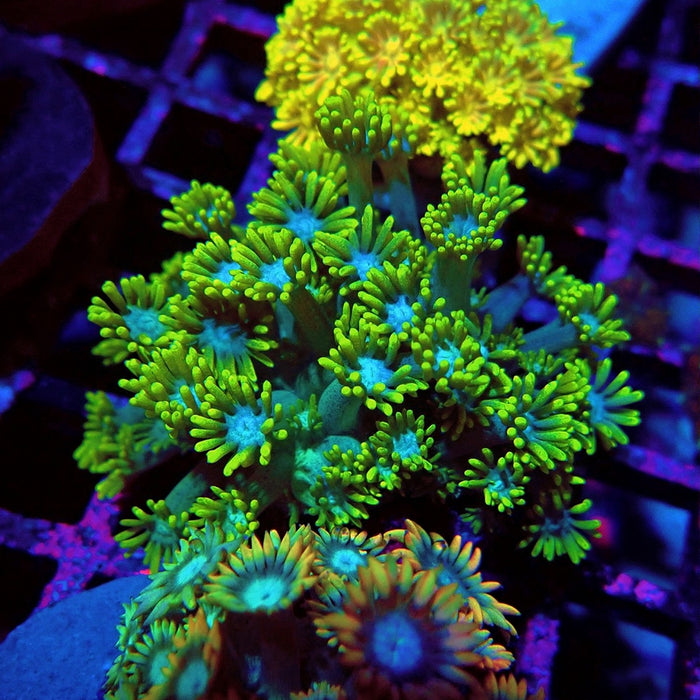 Colorful Green Goniopora Colony
