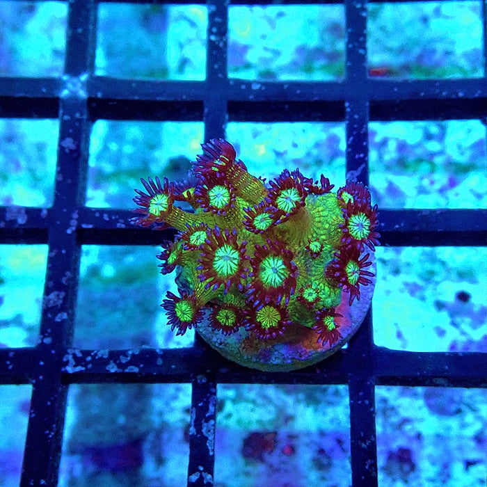 New Ultra Glitter Goniopora