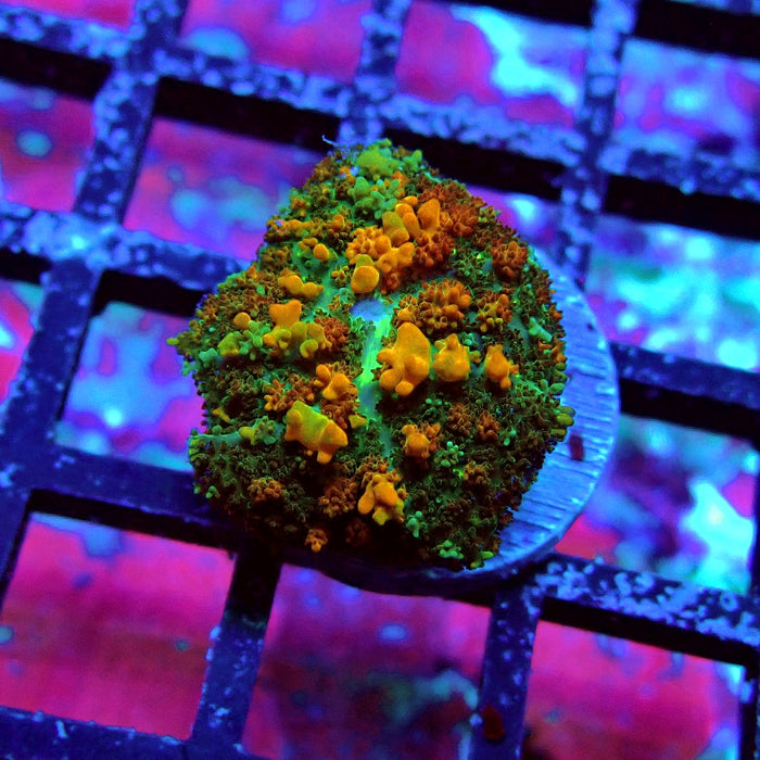 Gold Red Bounce Rhodactis