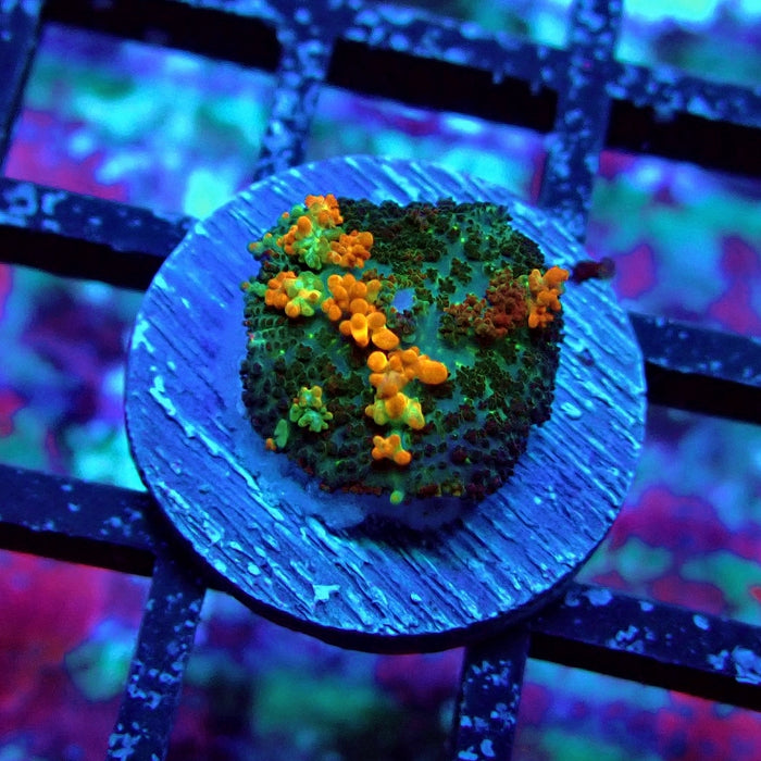Gold Red Bounce Rhodactis