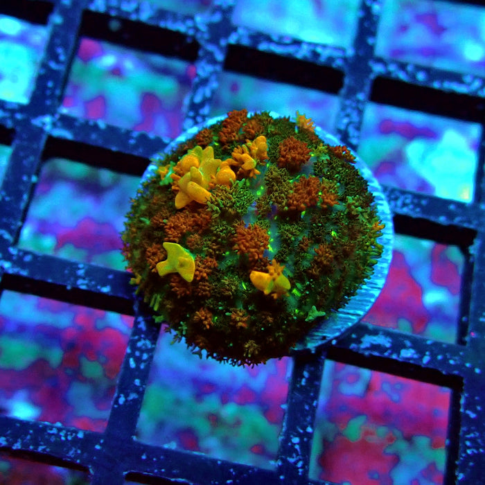 Gold Red Bounce Rhodactis