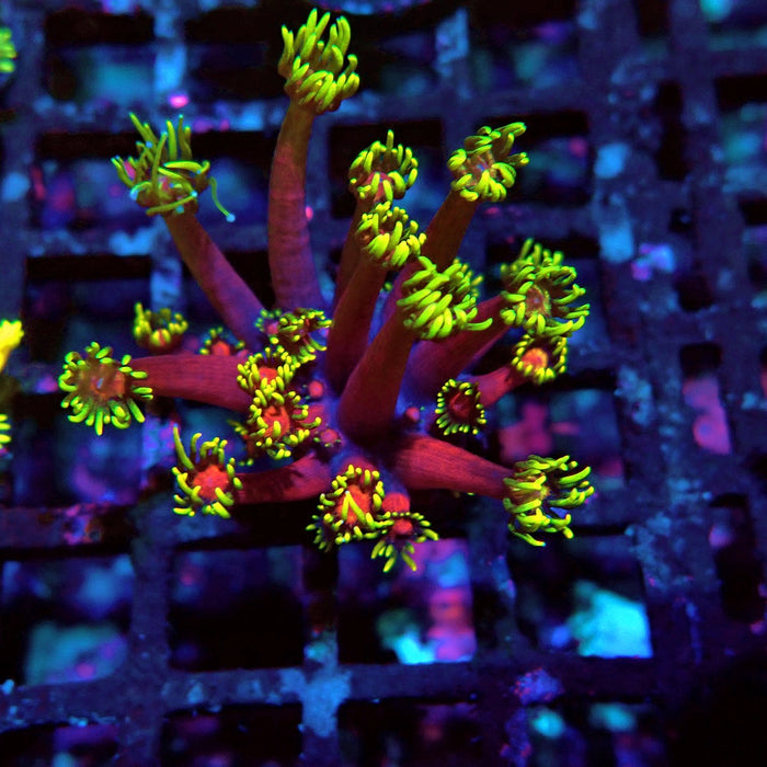 REx Iron Man Goniopora XL Polyps
